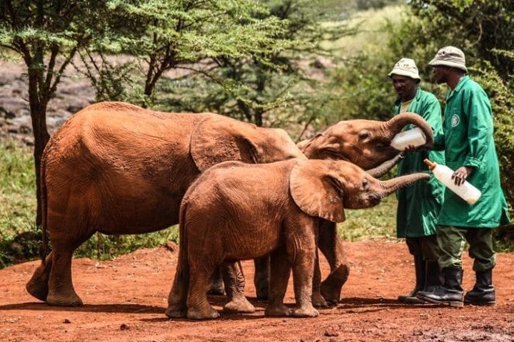 David-Sheldrick