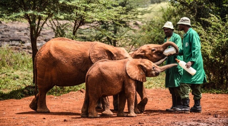 David-Sheldrick