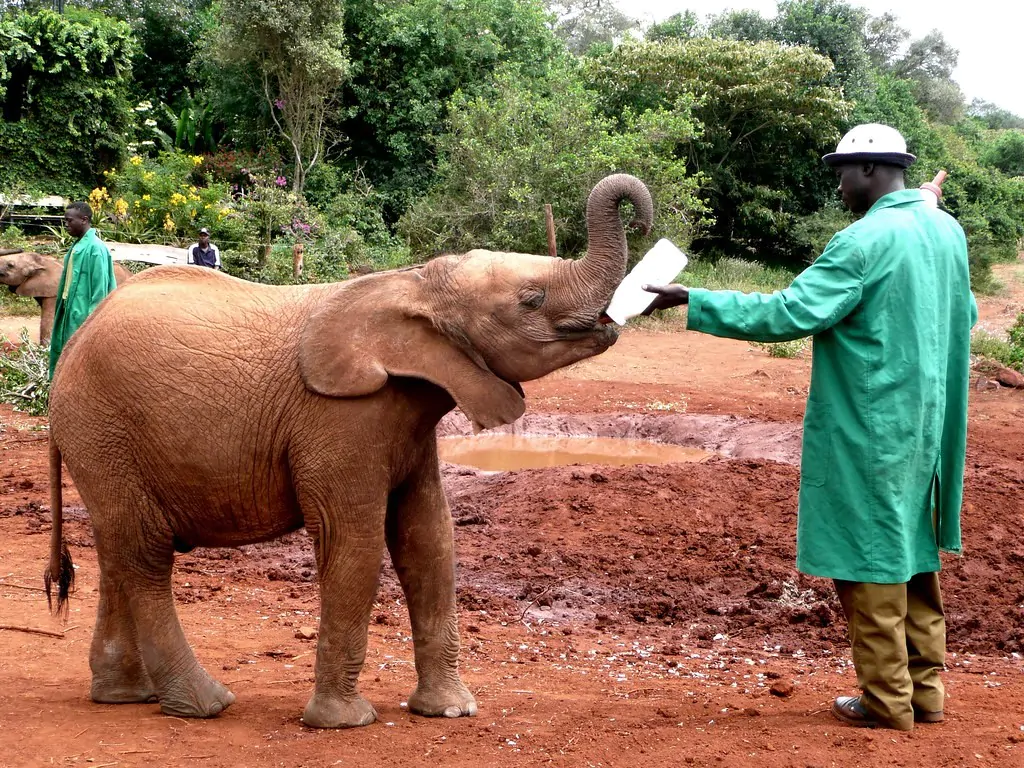 David Sheldrick