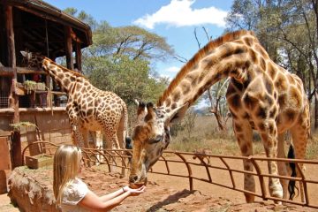 Giraffe Center