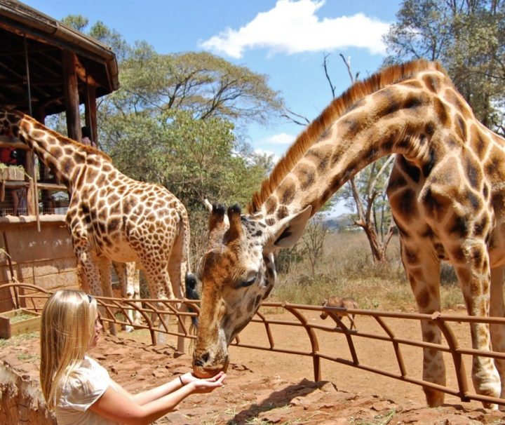 Giraffe Center