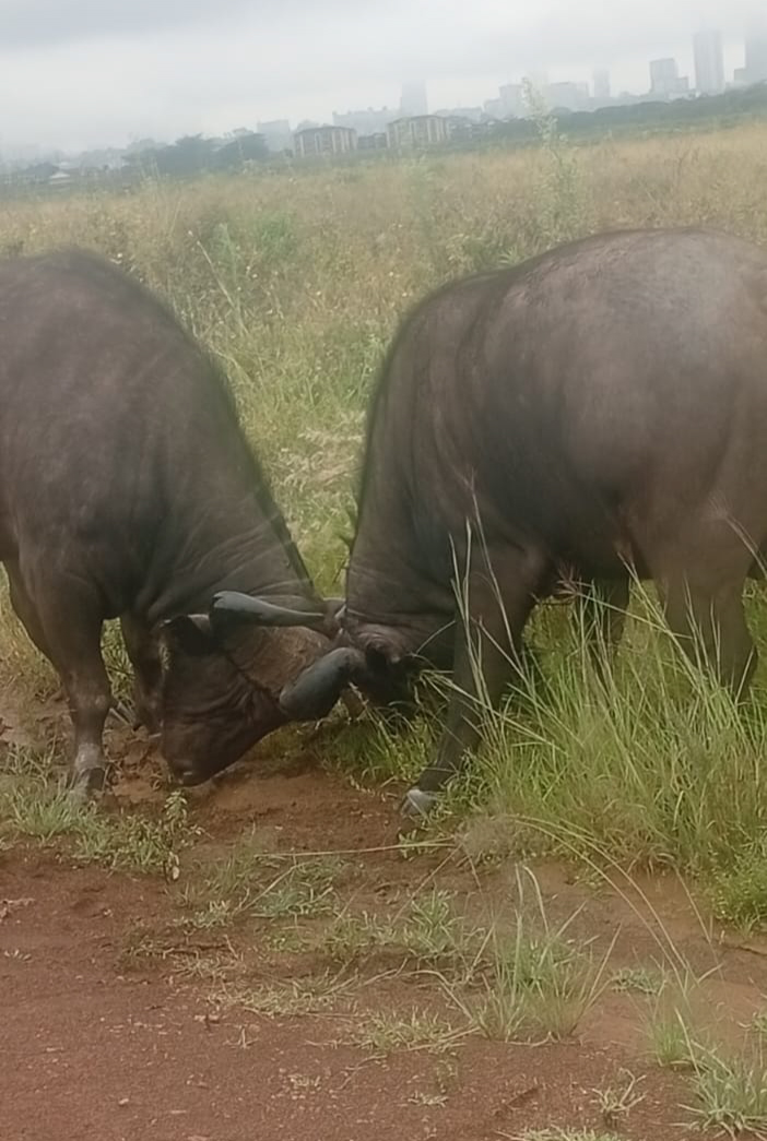 Buffallos-f