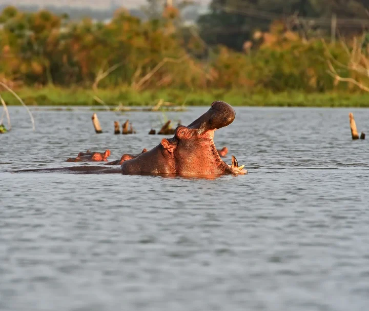 Lake Naivasha