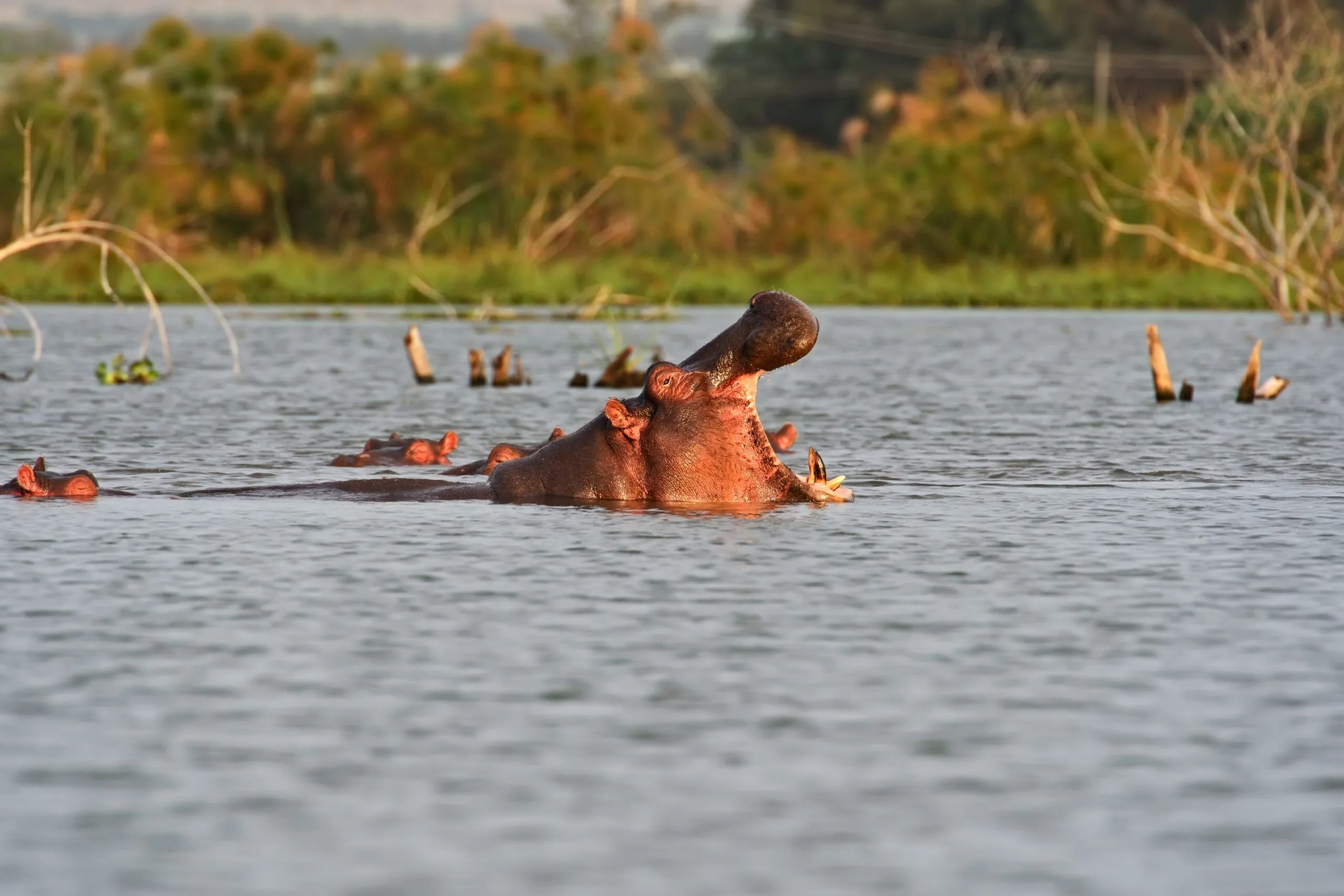 Lake Naivasha