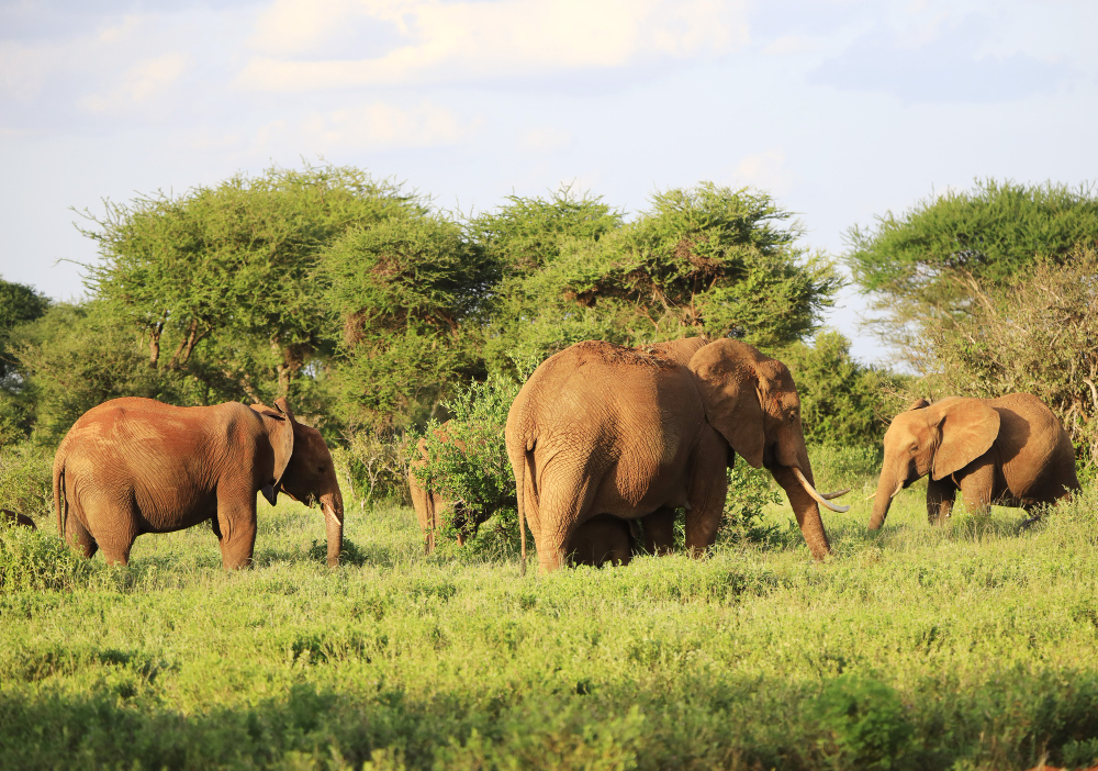 Nairobi National Park