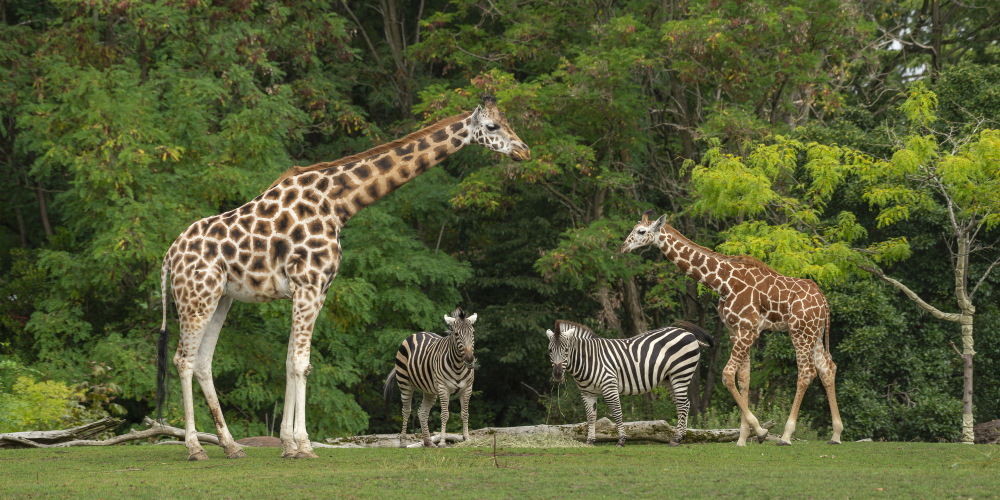 Nairobi National Park