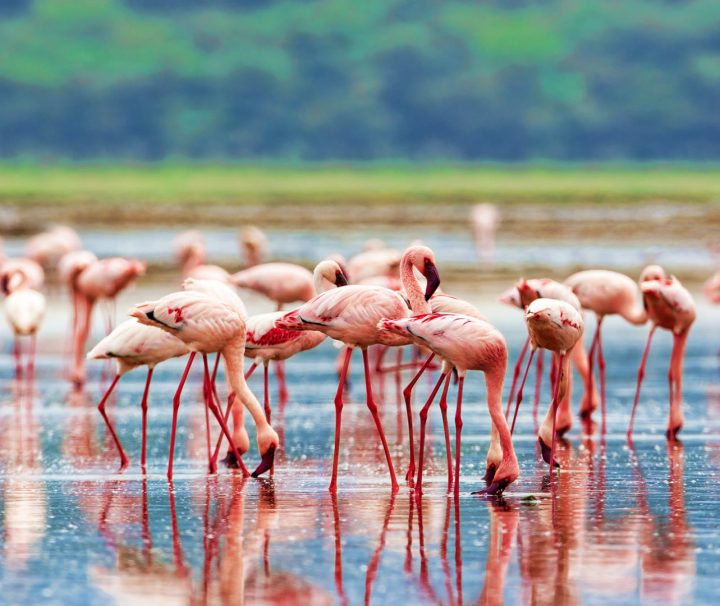 Lake Nakuru National Park Day Trip