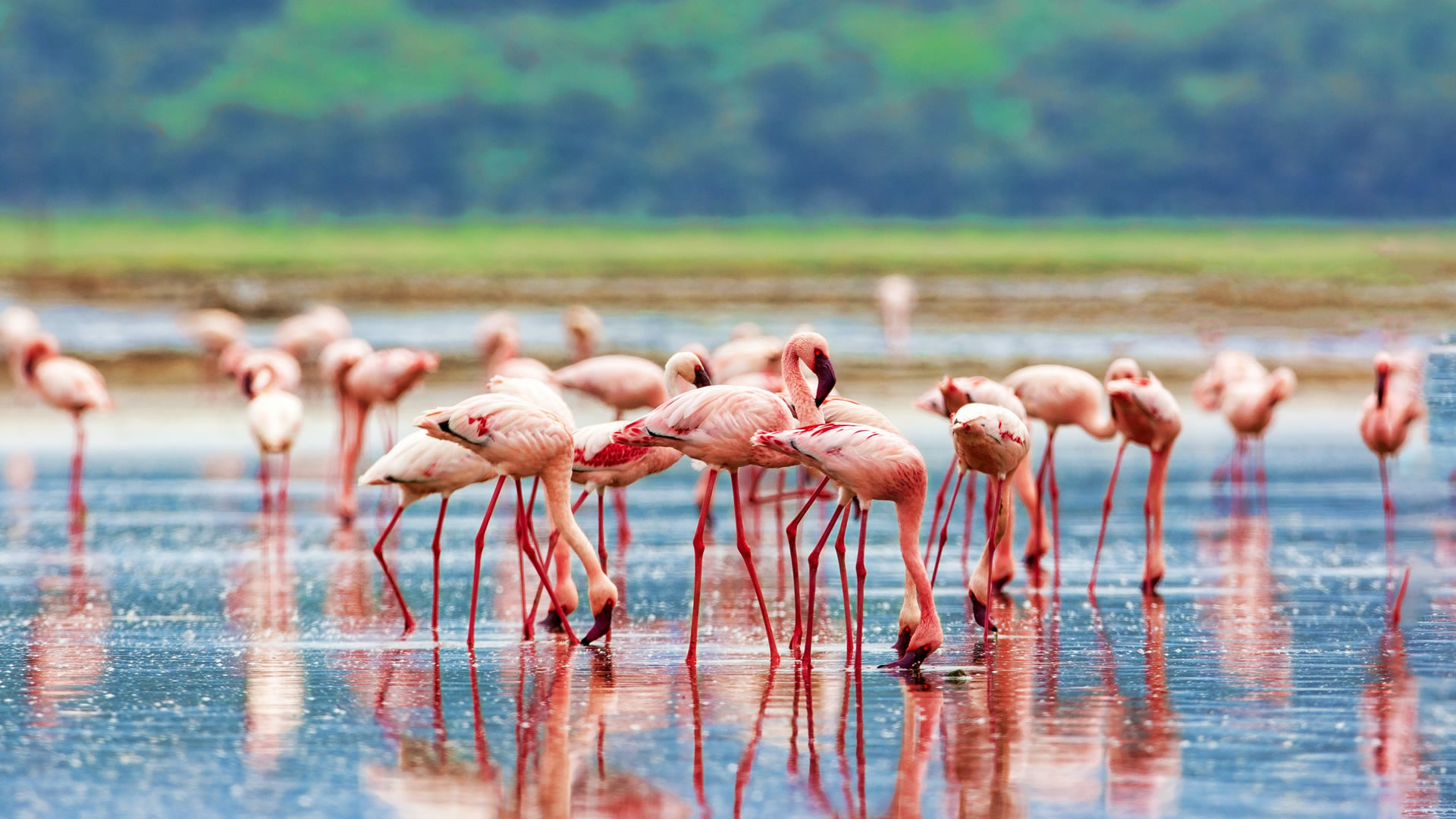 Lake Nakuru National Park Day Trip